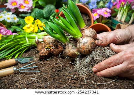Gardener planting flowers in pot with dirt or soil at back yard