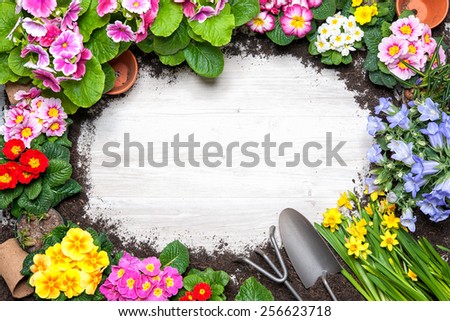 Frame of spring flower and gardening tools on old wooden background