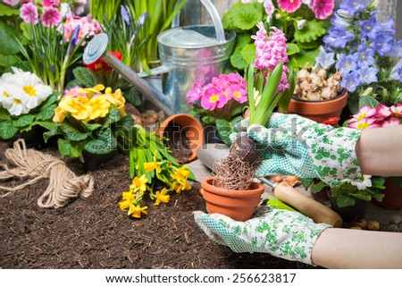 Gardener planting flowers in pot with dirt or soil at back yard