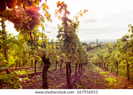 Vineyards at sunset in autumn. Ripe bunches of wine grapes in fall