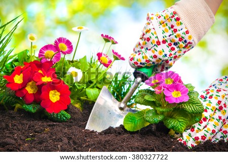 Gardeners hands planting flowers at back yard