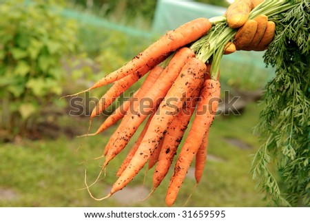 fresh carrots from vegetable patch