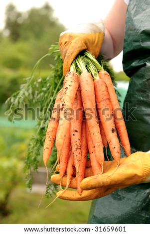 fresh carrots from vegetable patch