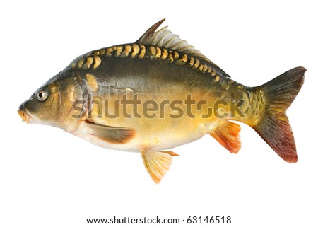 common carp. stock photo : Common carp.