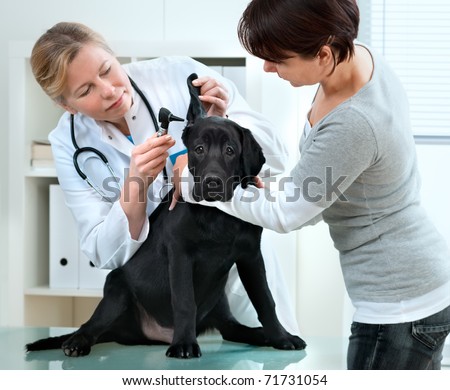 veterinarian doctor making a checkup of a puppy labrador retriever