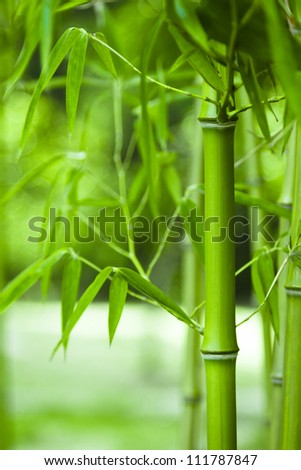 Bamboo forest, bamboo forest in China has special cultural symbol, clean, proud,