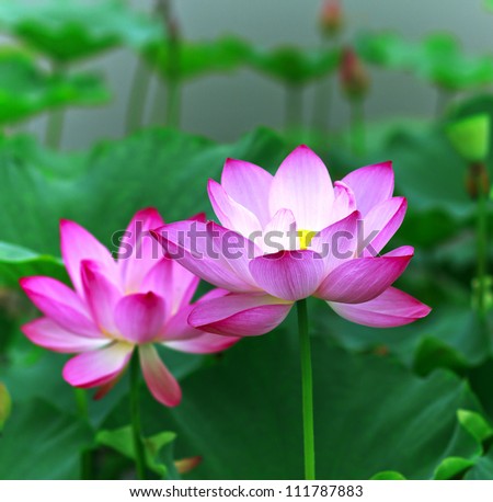 Twin flowers flowers, summer pond, in japan,Lotus in Asia is an important symbol of culture.