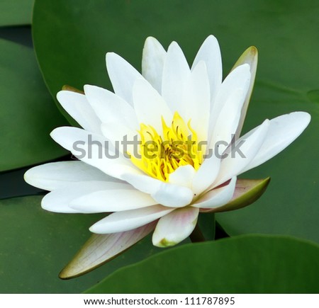 Water lily ?Lotus in Asia is an important symbol of culture.