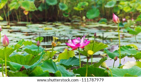 Quiet summer lotus pond,Lotus in Asia is an important symbol of culture.