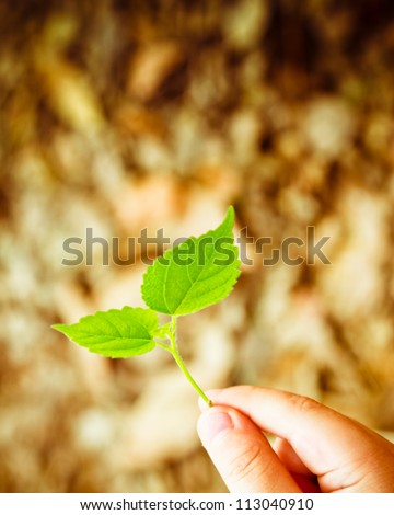 The child in the hands of the green leaves, green environmental protection