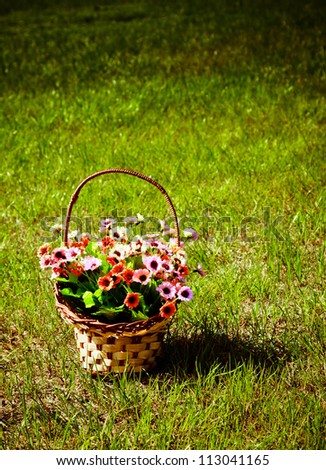 A basket of flowers, colorful coloring, in the green grass, the spring information