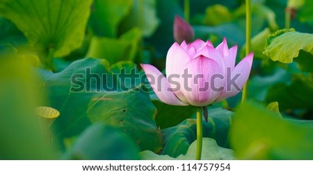 Quiet summer lotus pond,Lotus in Asia is an important symbol of culture.