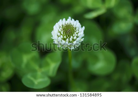 Small white chrysanthemum, on green background, summer