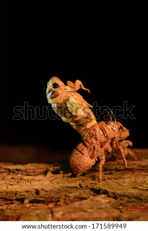 Cicada (Hemiptera: Cicadidae) changing its skin