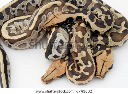 Boa Constrictor Snakes Stock Photo 6741832 : Shuttersto