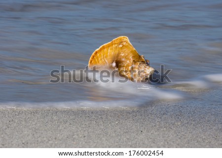 Atlantic Ocean Shell on a Sandy Beach in Cuba