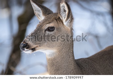 Mule Deer Head in Winter