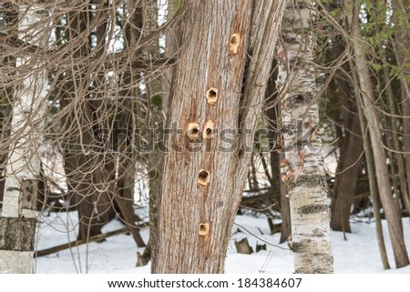Pileated woodpecker tree holes