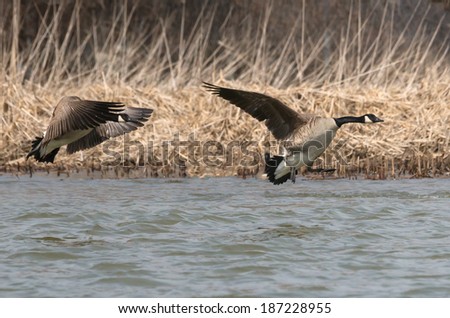 Two Canada Geese Landing on a River