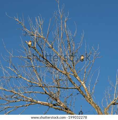 Two Cedar Waxwings Perched on a Tree