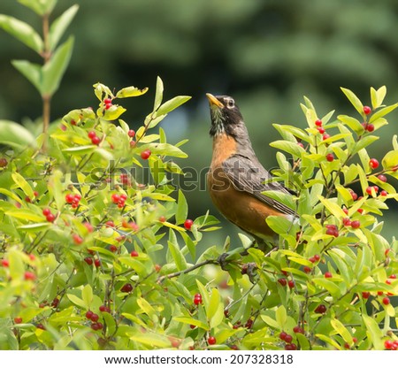 American Robin (Turdus migratorius) perched in a tree