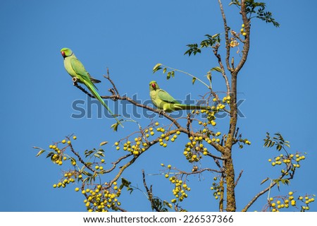 Two Beautiful Rose-ringed Parakeets