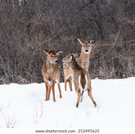 Family of White-tailed Deer Doe in Winter