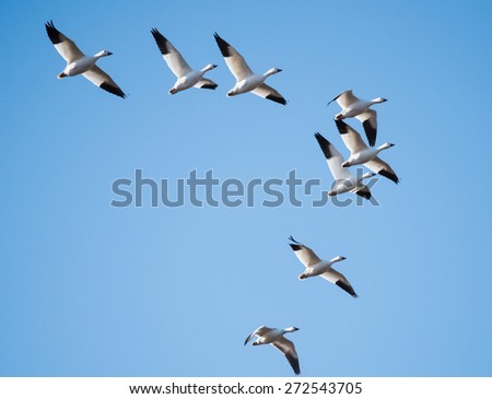 Snow Geese Migrating North in Spring on Blue Sky