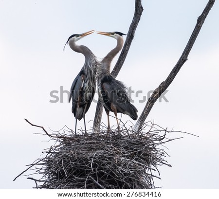 Pair of great blue herons build a nest