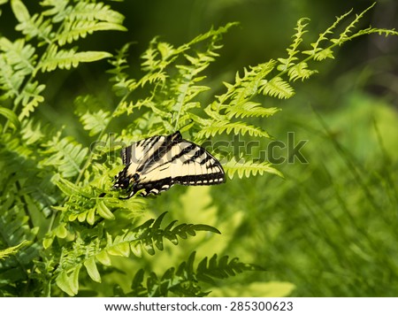 Eastern Tiger Swallowtail Butterfly on Green Background