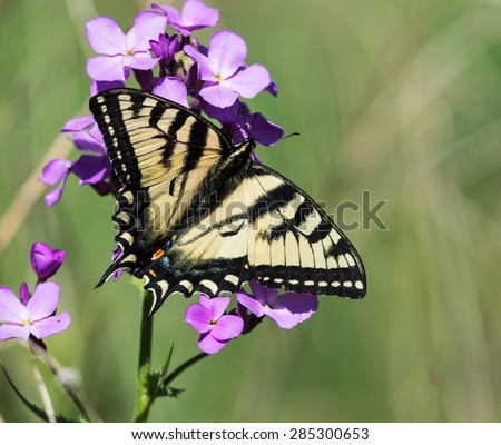 Eastern Tiger Swallowtail Butterfly on Purple Flowers