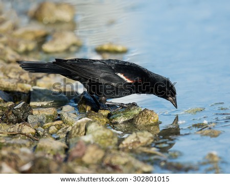 Male Red-winged Blackbird Drinking Water