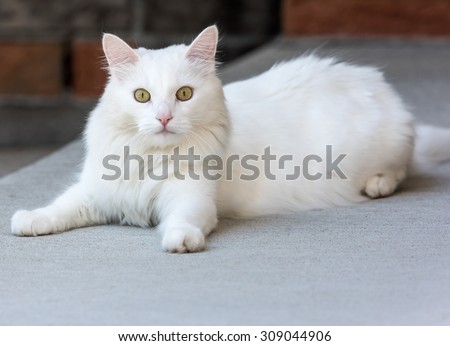 White Cat  Portrait
