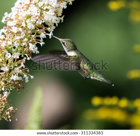 Female Ruby-throated Hummingbird on Green Background