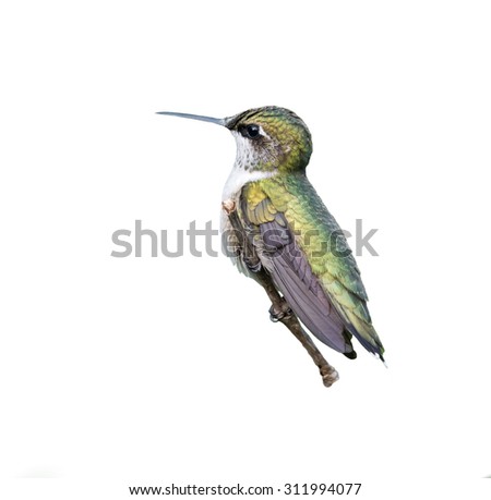 Ruby-throated Hummingbird on White Background Isolated