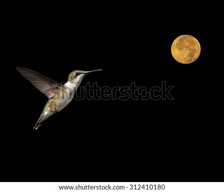 Ruby-throated Hummingbird Flying to the Moon on Black Background