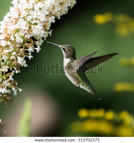Female Ruby-throated Hummingbird sipping nectar from the white flower on green background