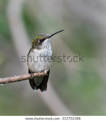 Female Ruby-throated Hummingbird perched on a branch