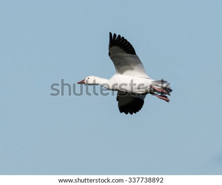 Snow Goose Flying in Fall on Blue Sky