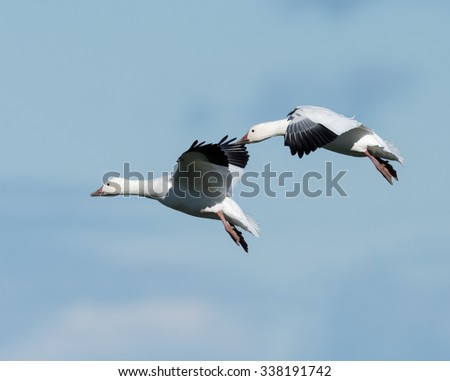 Two Snow Geese Flying in Fall on Blue Sky