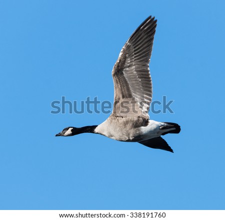 Canada Goose in Flight on Blue Sky