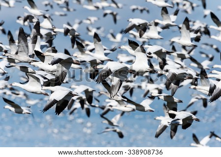 Panicked Snow Geese Taking off and Flying against Blue Sky in Fall