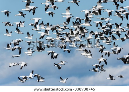 Panicked Snow Geese Taking off and Flying against Blue Sky in Fall