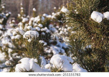 winter cold snow sunshine green tree