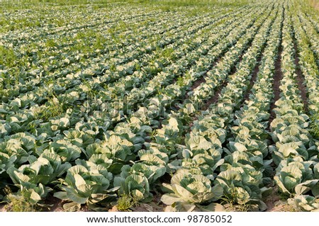Green field with a future crop of cabbage