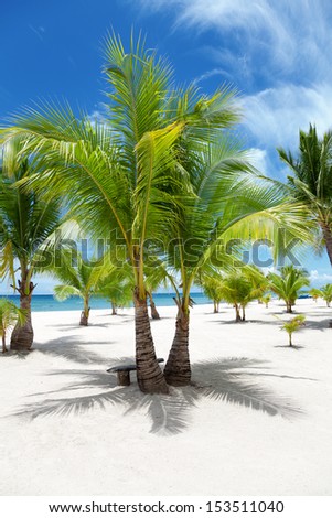 Palm trees on paradise island, Bantayan, Philippines