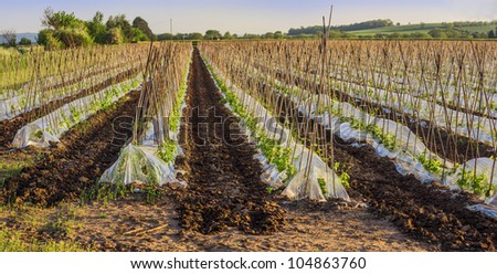 crops in the countryside crops - kidney beans in rows under plastic polytunnels