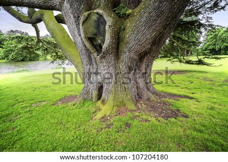 an ancient tree - a lebanon cedar - on a country estate