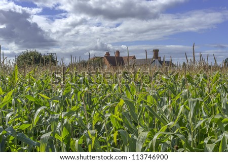 maize plants growing against blue sky