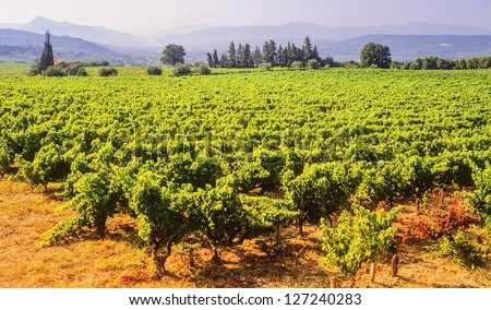 provecale vineyards provence france  french wine growing